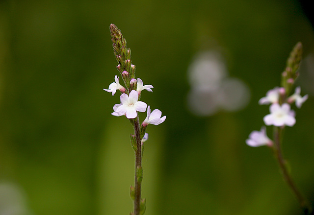 Wild Vervain