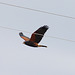 Harris' Hawk