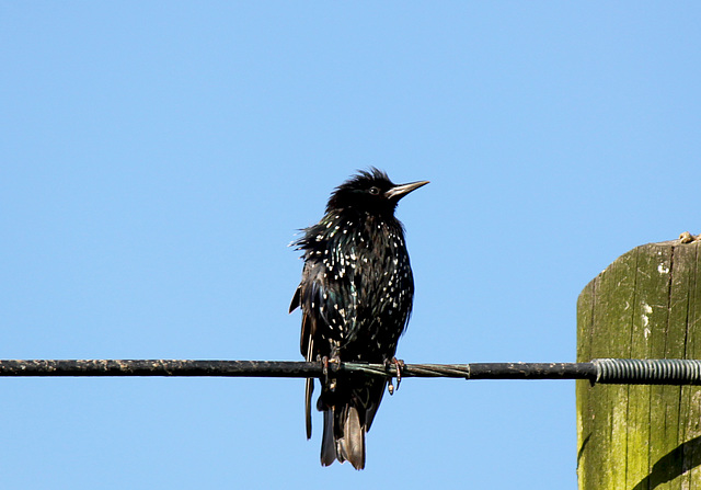 Starling