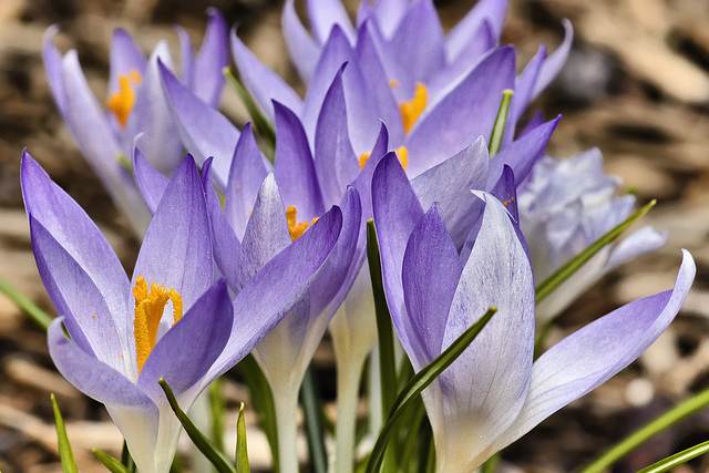 Wild Harbingers of Spring – Greenbelt, Maryland