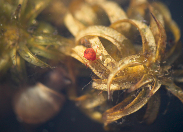 Pond Life Mite