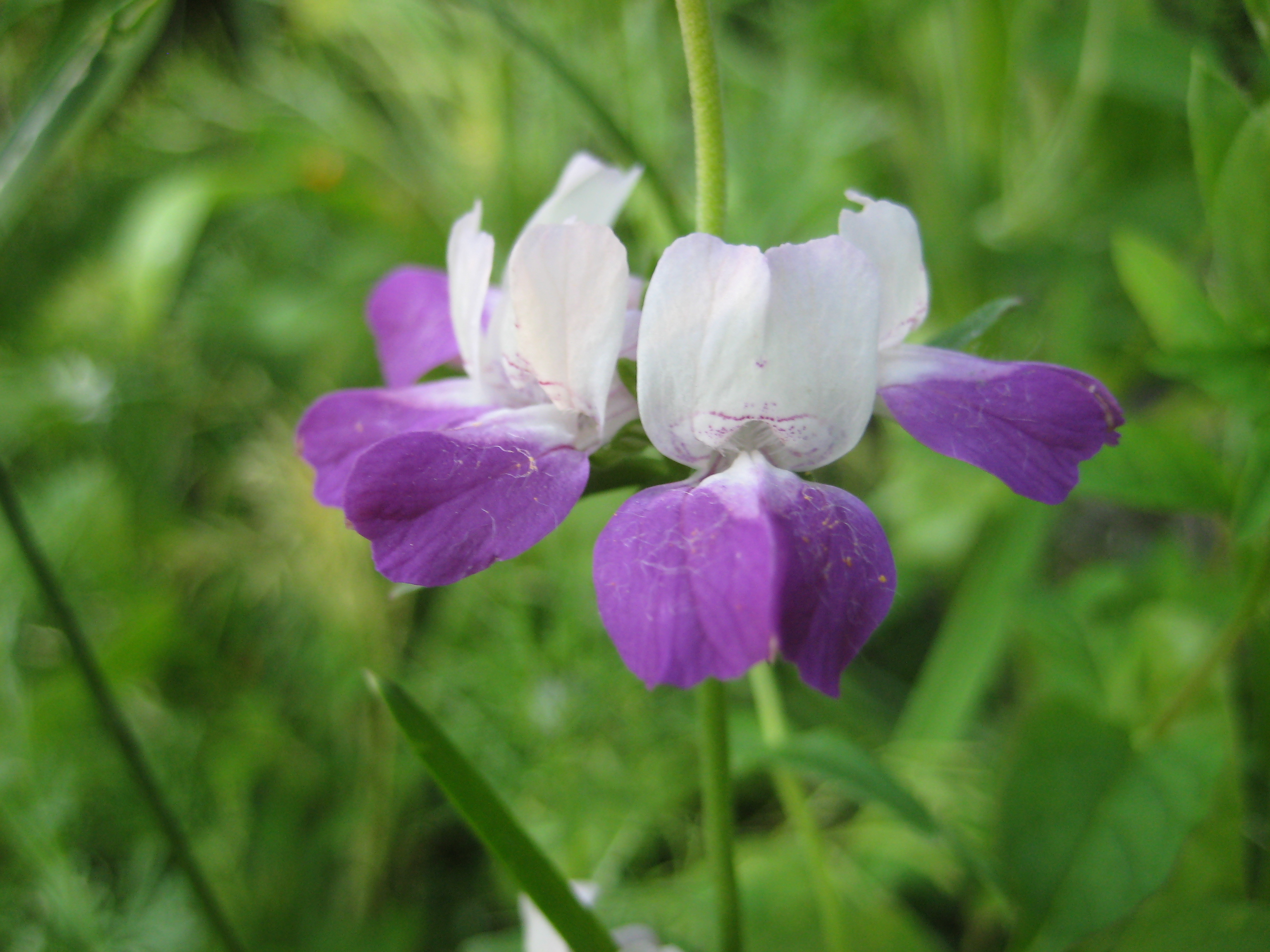 Zwerglöwenmaul  (Antirrhinum)