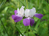 Zwerglöwenmaul  (Antirrhinum)