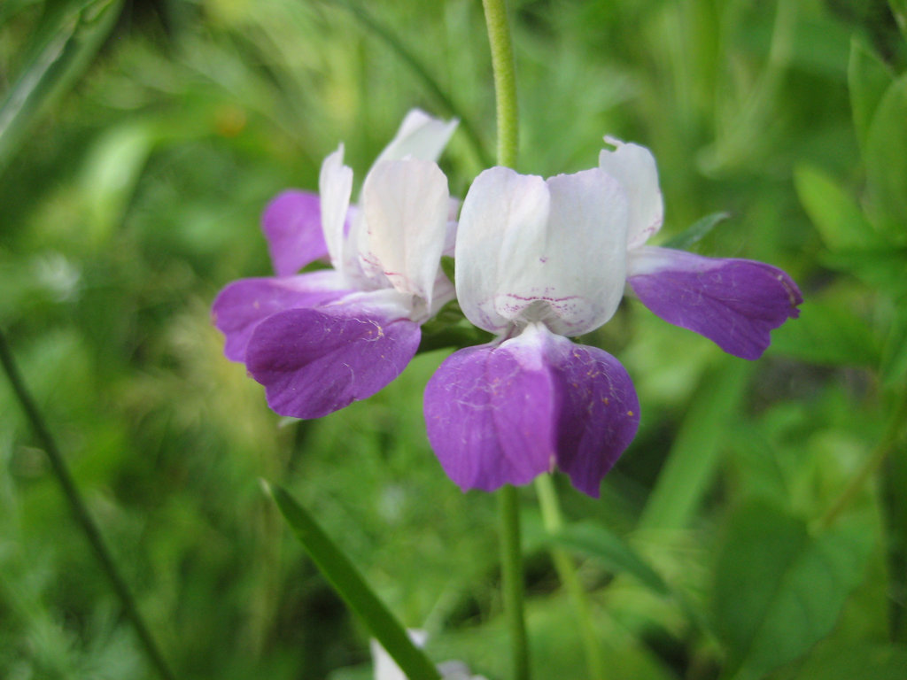 Zwerglöwenmaul  (Antirrhinum)