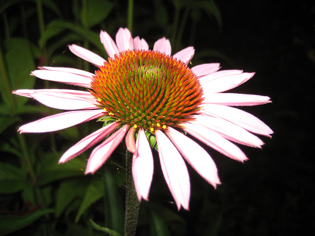 Sonnenhut (Echinacea purpurea)