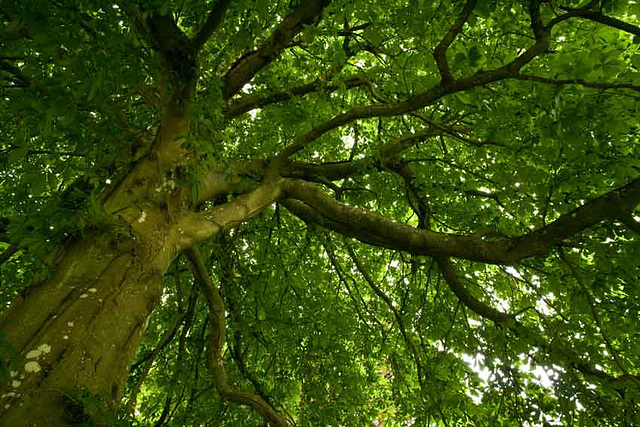 Horsechestnut canopy