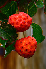 Kousa Dogwood Fruits