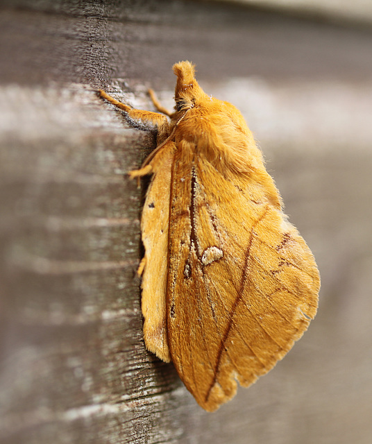 Female Drinker Moth