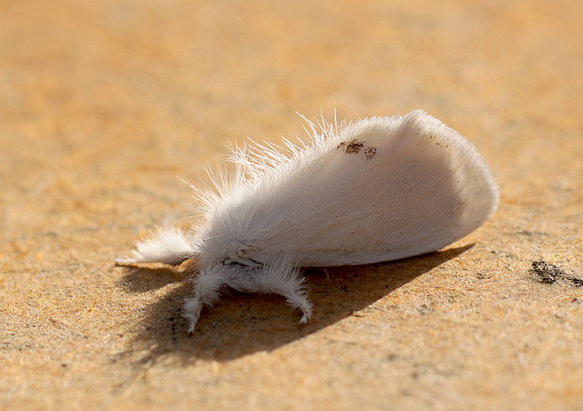 Yellow-tail Moth