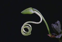 Angraecum urschianum (bud)