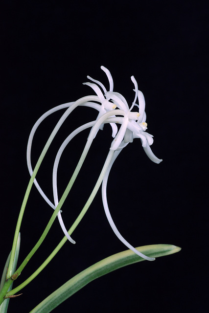 Neofinetia falcata 'Gojyo Fukurin'