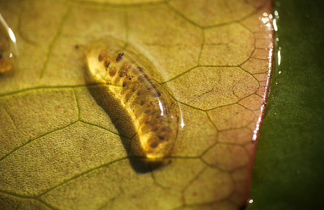 Pond Life Snails Eggs