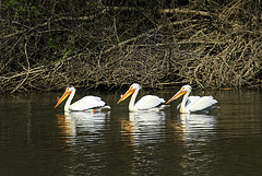 A Pod of Pelicans