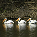 A Pod of Pelicans