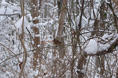 Saint Paddy's Day Storm 010