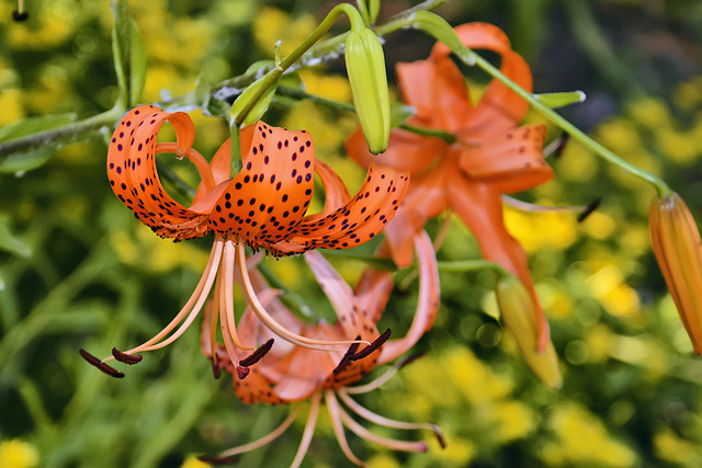 Turk's Cap Lily – National Arboretum, Washington DC