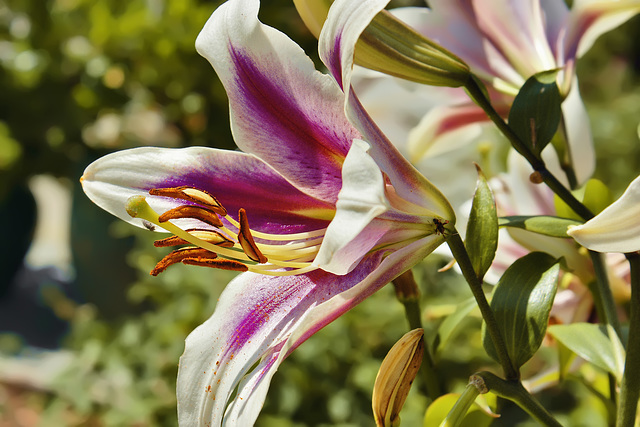 Ant Lily – National Arboretum, Washington DC