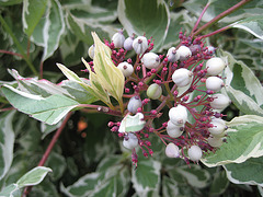 Beeren des Hartriegelstrauches (Cornus)