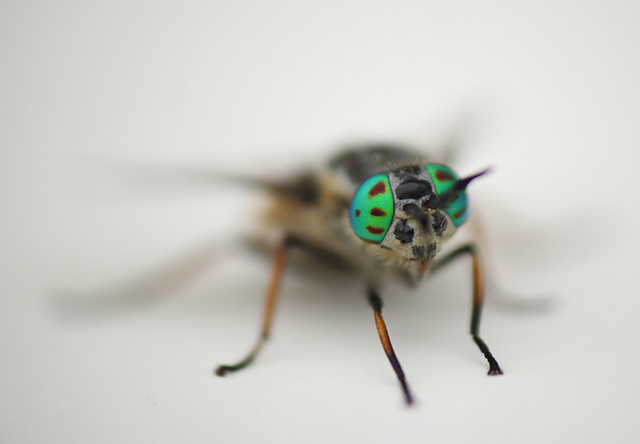 Female Horsefly