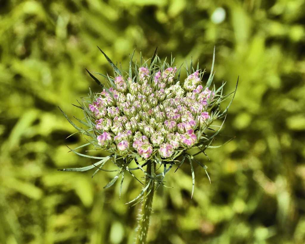 By the Side of the Road – US Route 211, near Amissville, Virginia