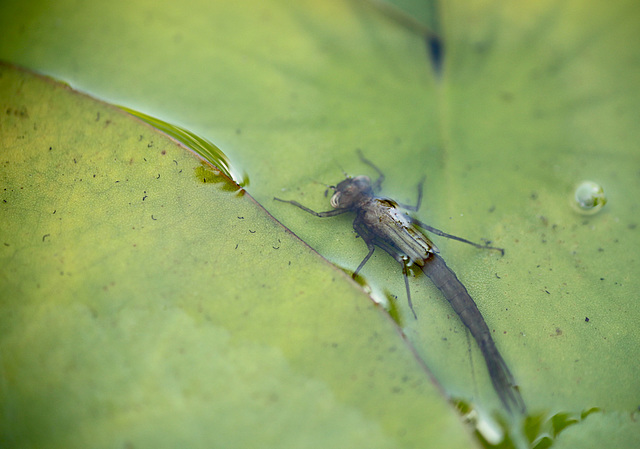 Pond Life Damselfly Larva