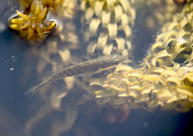 Pond Life Fish