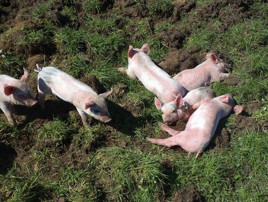 a pile of pink piggies