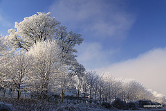 Hoar-frosted trees near Nairn