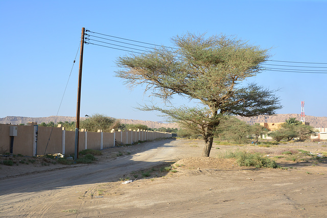Oman 2013 – Tree