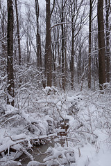 Saint Paddy's Day Storm 029