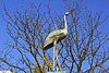 The Heron Statue – Indiana Avenue and 7th Street N.W. – Washington, D.C.