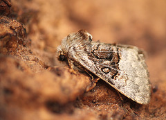 Nut-tree Tussock