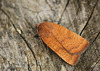 Least Yellow Underwing