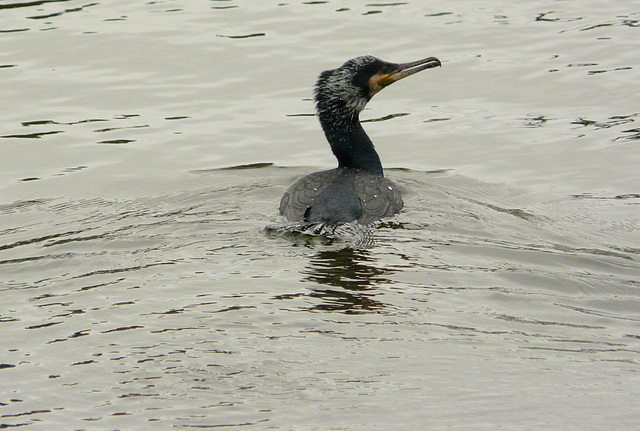 Cormorant back (Phalacrocorax carbo)