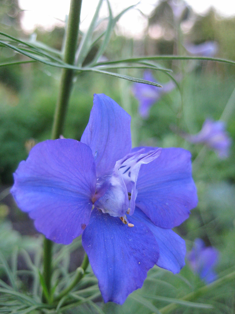 Ackerrittersporn (Consolida regalis)
