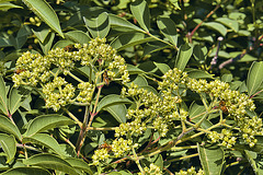 It Was Pollination, I Know – National Arboretum, Washington DC