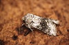 Broad-barred White