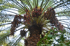 Oman 2013 – Date palm