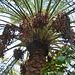 Oman 2013 – Date palm