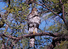 Cooper's Hawk