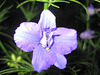 Ackerrittersporn (Consolida regalis)