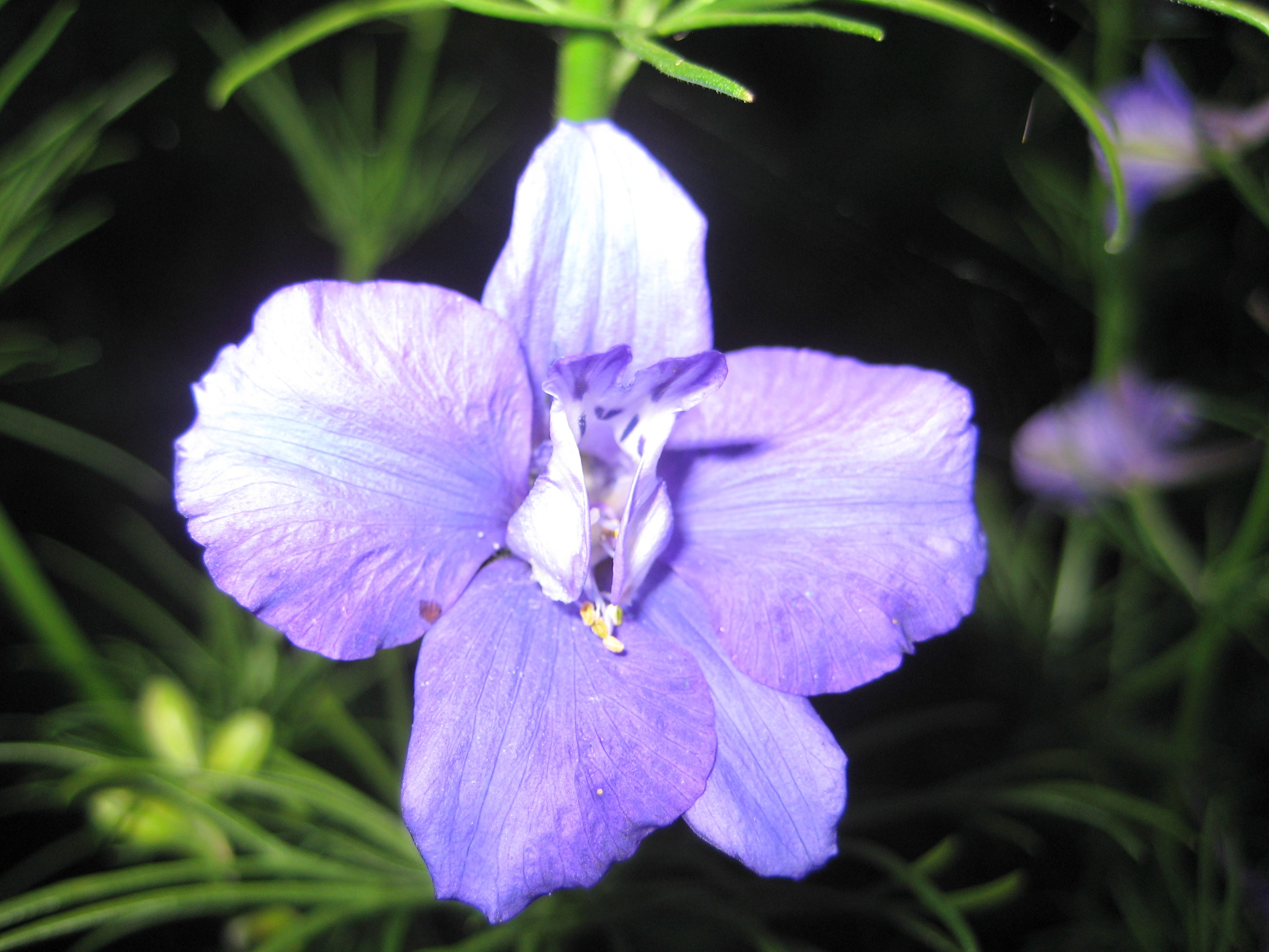 Ackerrittersporn (Consolida regalis)