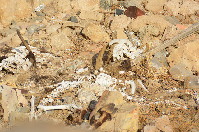 Oman 2013 – Goat bones