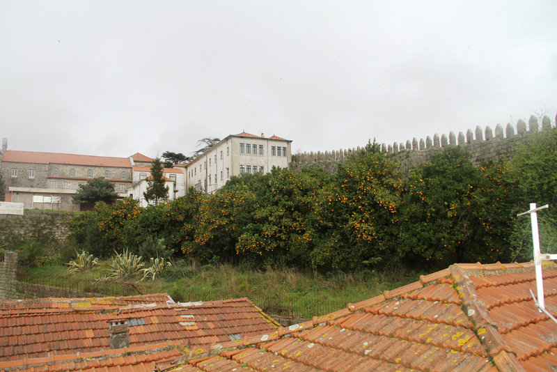 Porto - Les orangers
