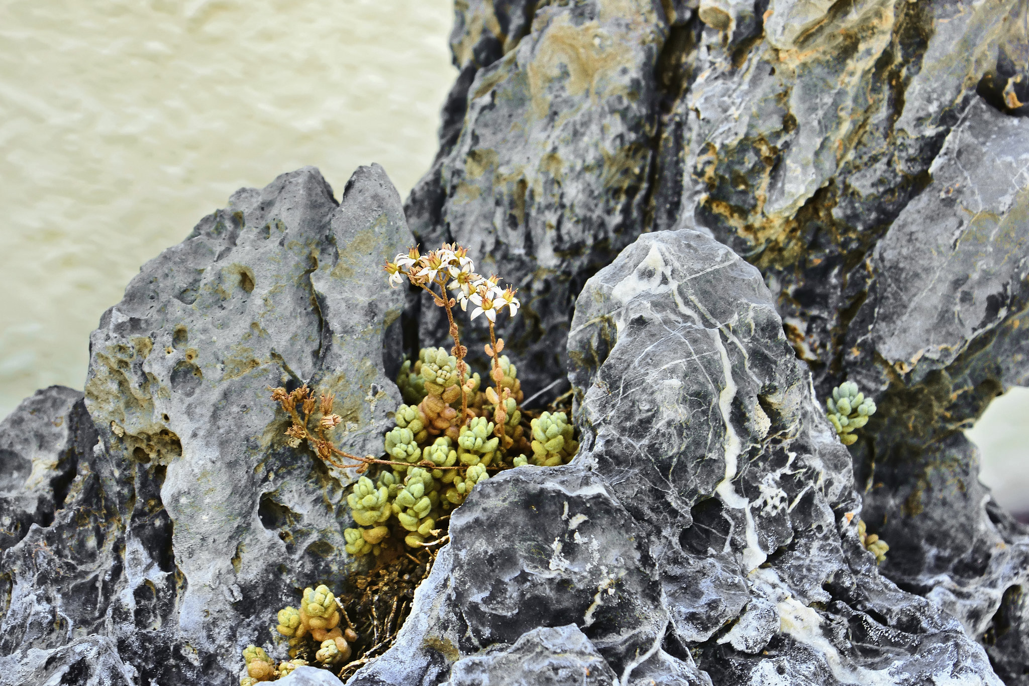 Lijiang River in Spring – National Arboretum, Washington DC