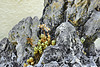 Lijiang River in Spring – National Arboretum, Washington DC