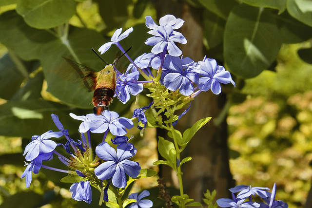 Hummingbird Moth – National Arboretum, Washington DC