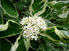 Blüte des Hartriegelstrauch (Cornus)