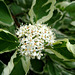Blüte des Hartriegelstrauch (Cornus)