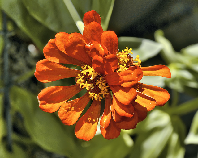 A Study in Orange – Brookside Gardens, Silver Spring, Maryland